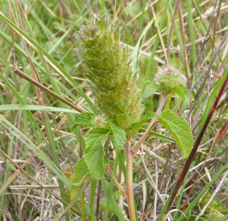 Acalypha ecklonii