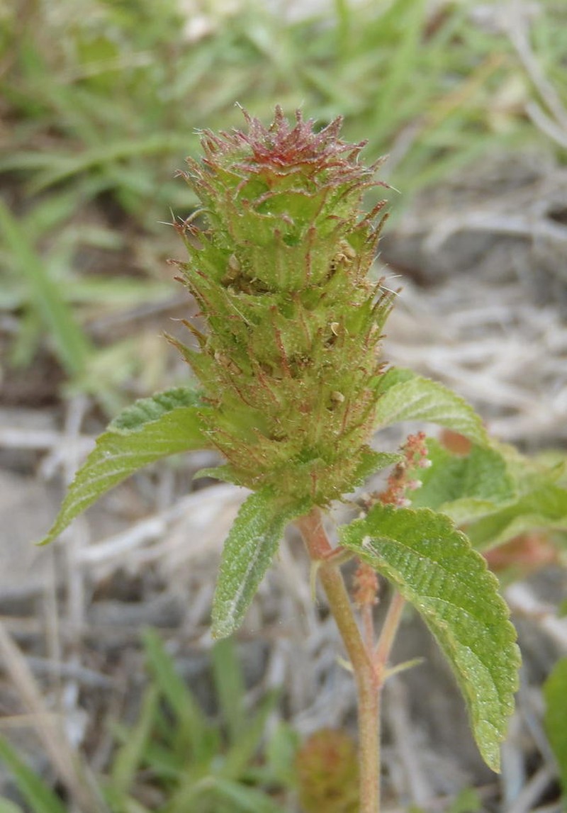 Acalypha ecklonii photo 2