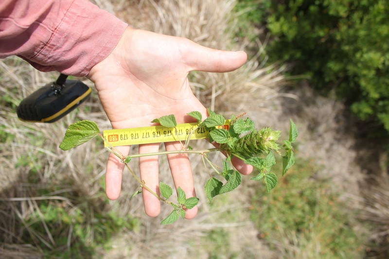 Acalypha ecklonii photo 3