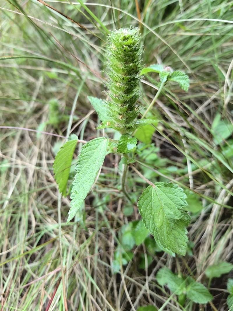 Acalypha ecklonii photo 4