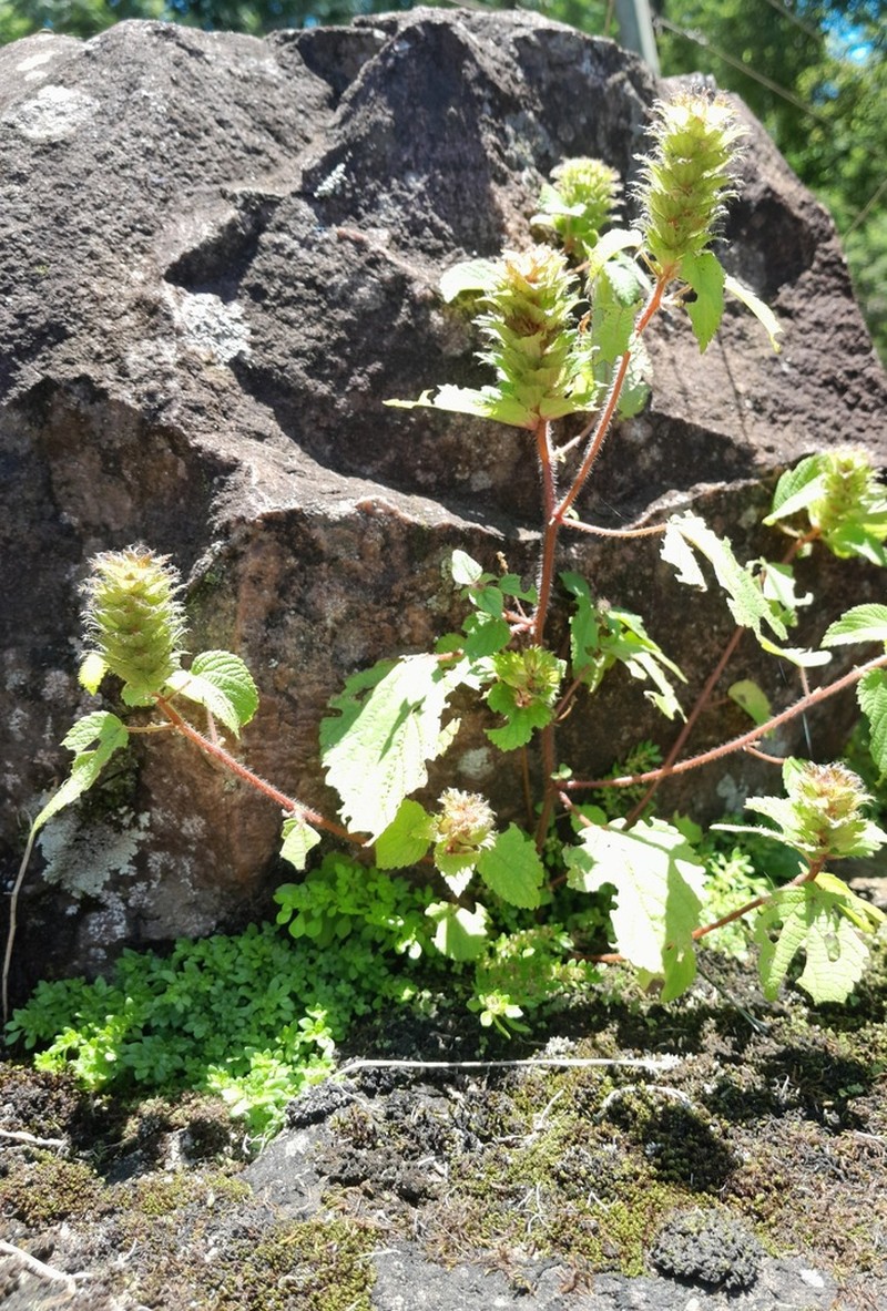 Acalypha ecklonii photo 5