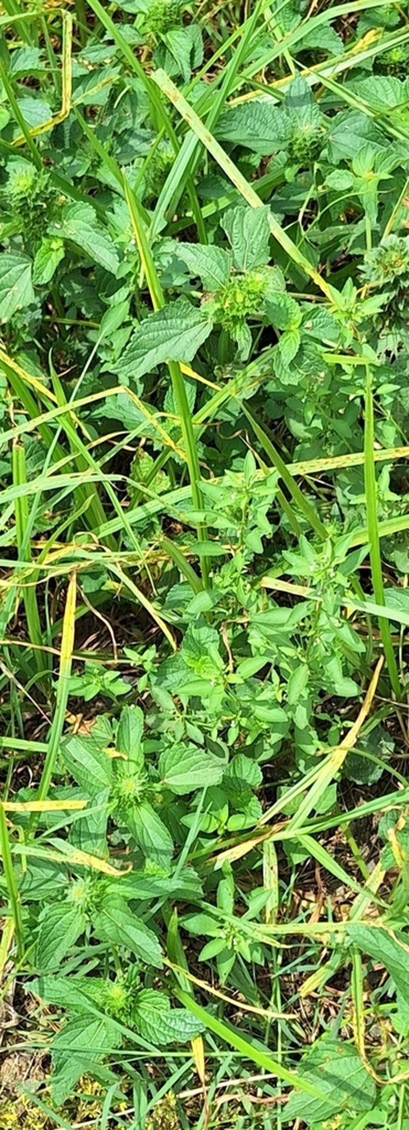 Acalypha ecklonii photo 6