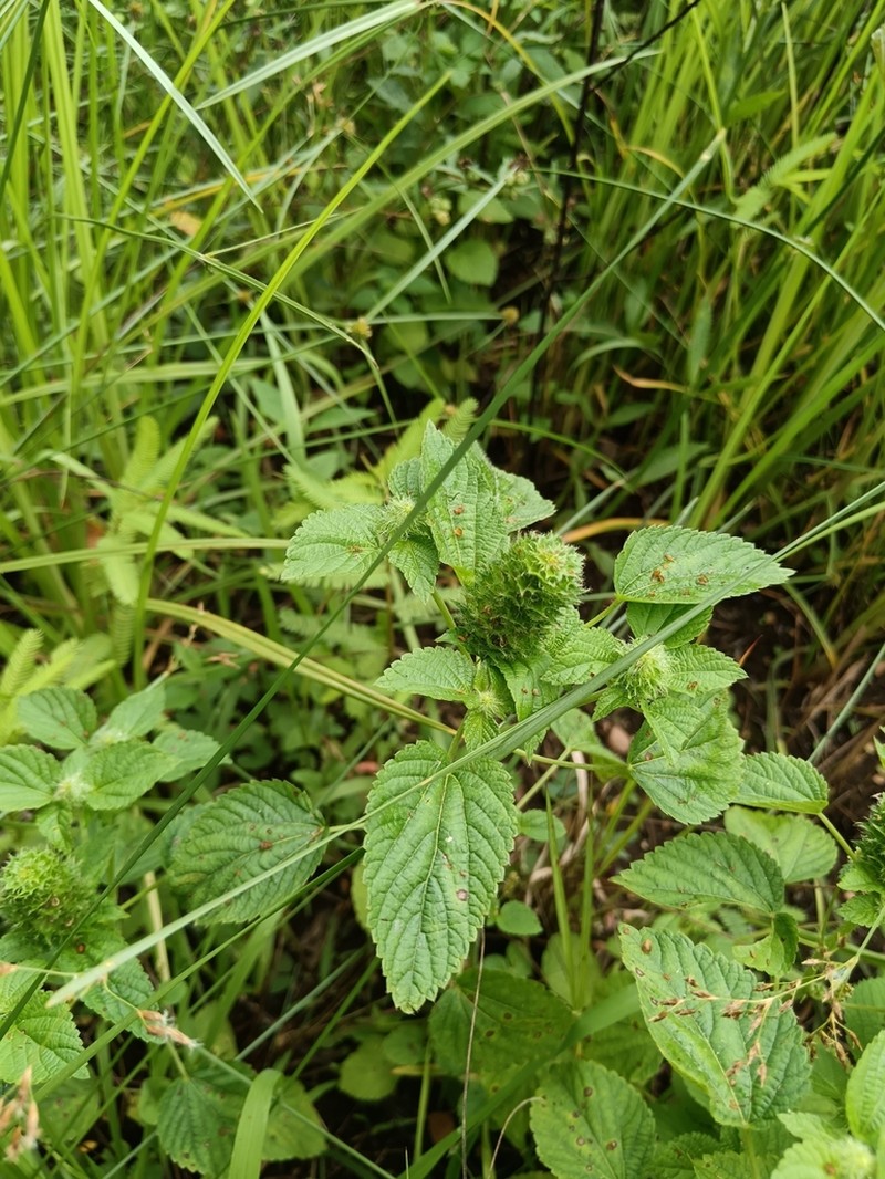Acalypha ecklonii photo 7