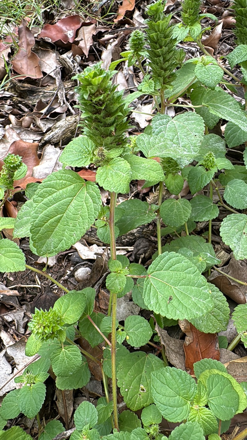 Acalypha ecklonii photo 8