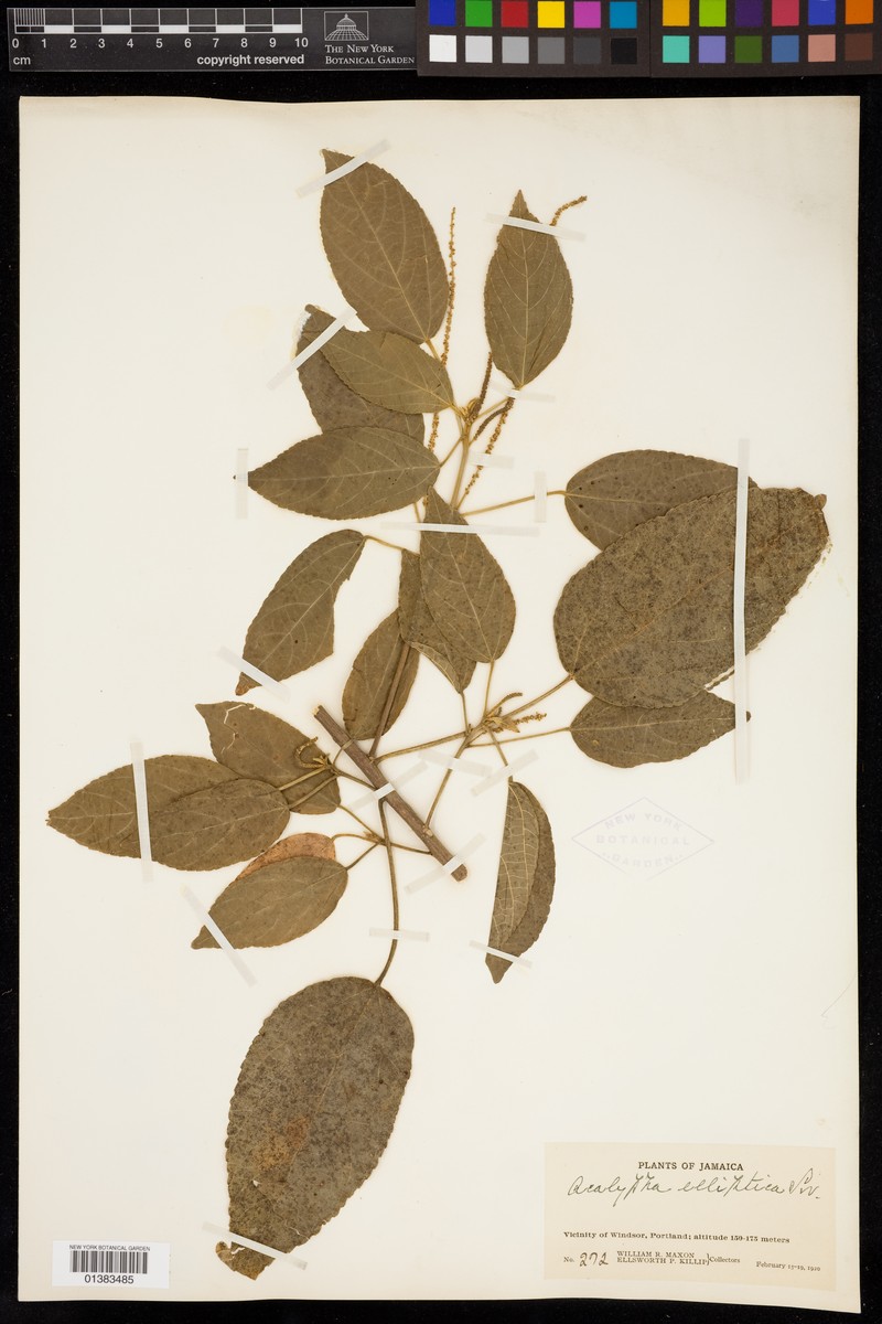 Acalypha elliptica