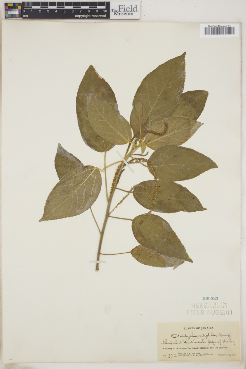 Acalypha elliptica photo 2