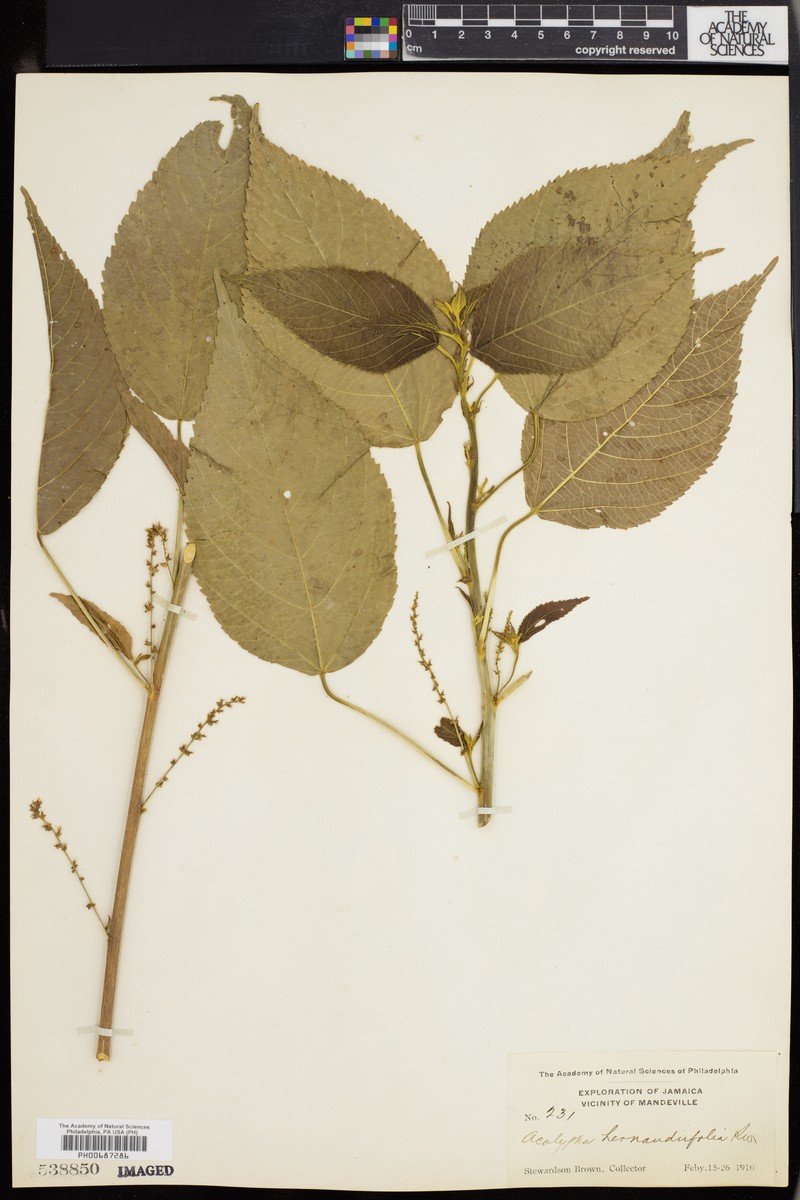 Acalypha elliptica photo 3