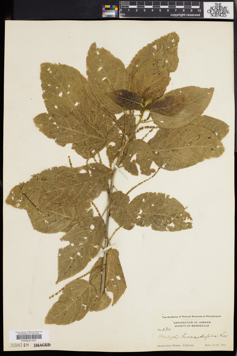 Acalypha elliptica photo 4
