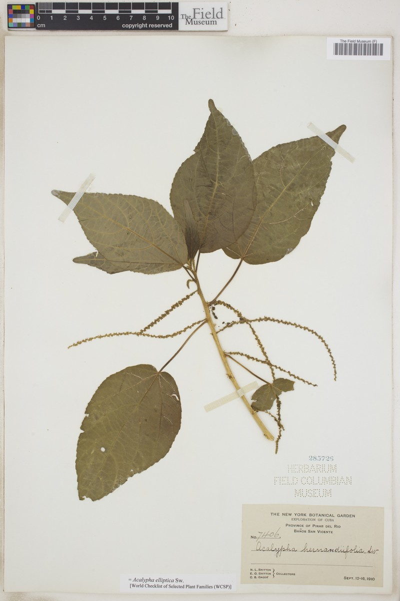 Acalypha elliptica photo 5