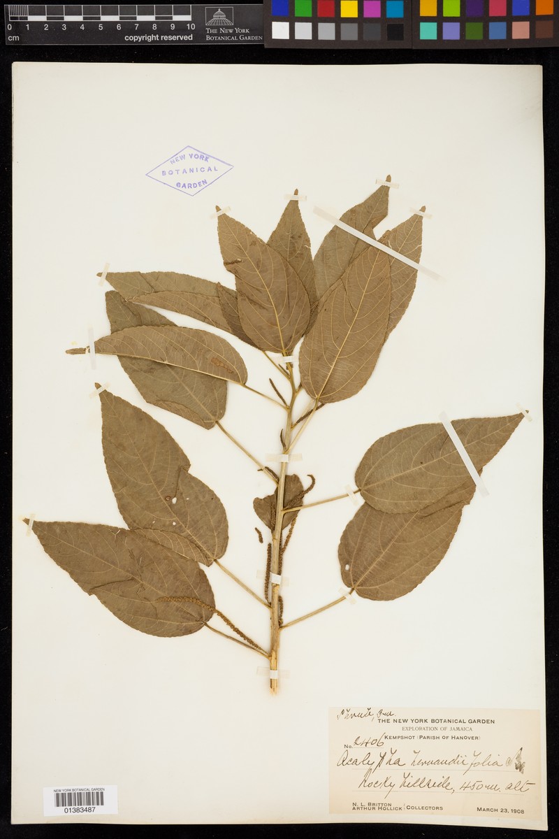 Acalypha elliptica photo 6