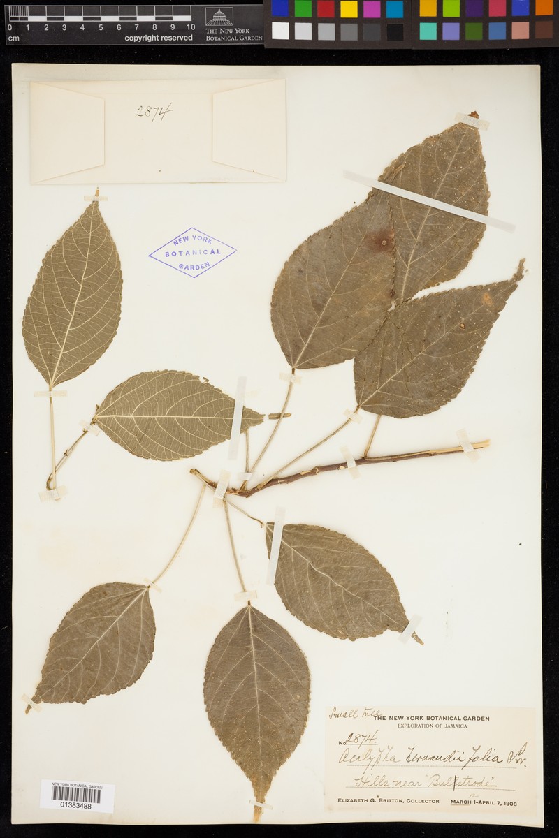Acalypha elliptica photo 7