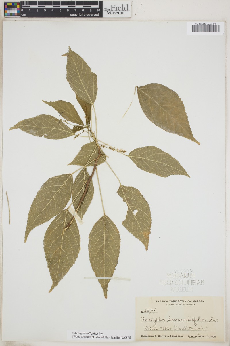 Acalypha elliptica photo 8