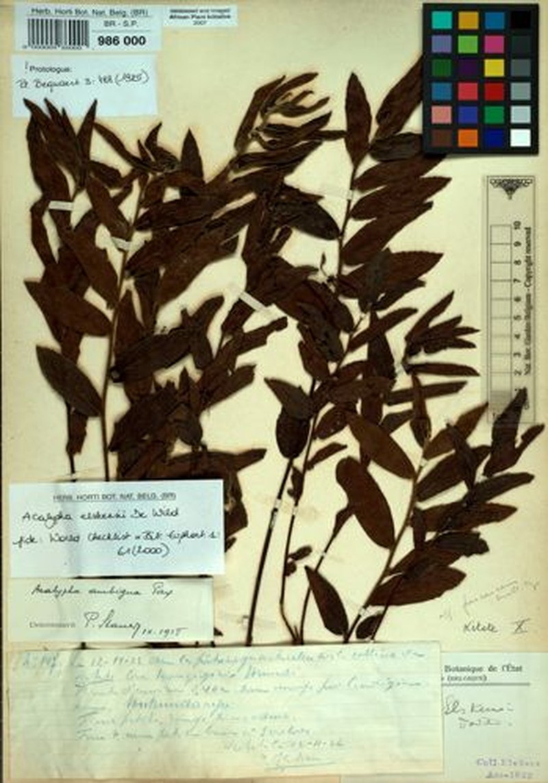 Acalypha elskensii