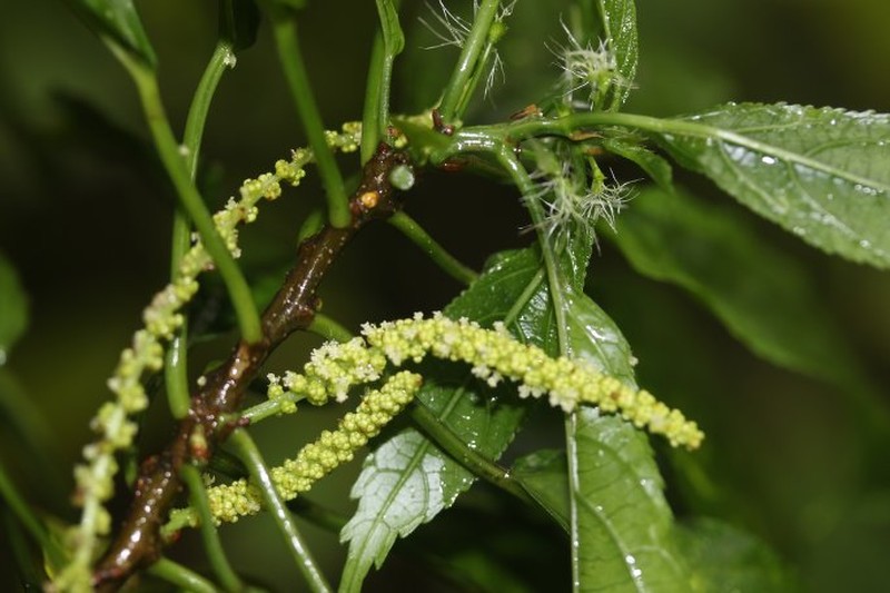 Acalypha emirnensis