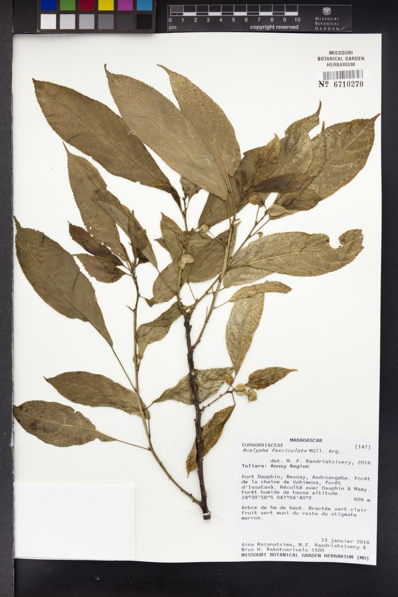 Acalypha emirnensis photo 2