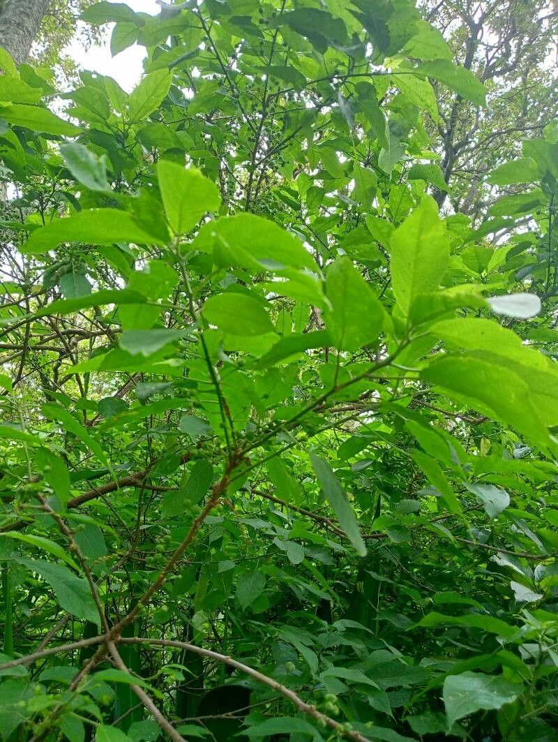 Acalypha emirnensis photo 4