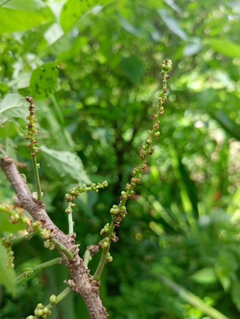 Acalypha emirnensis photo 5