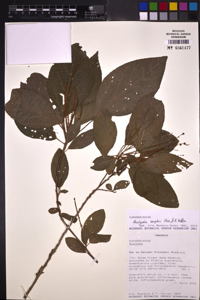 Acalypha engleri