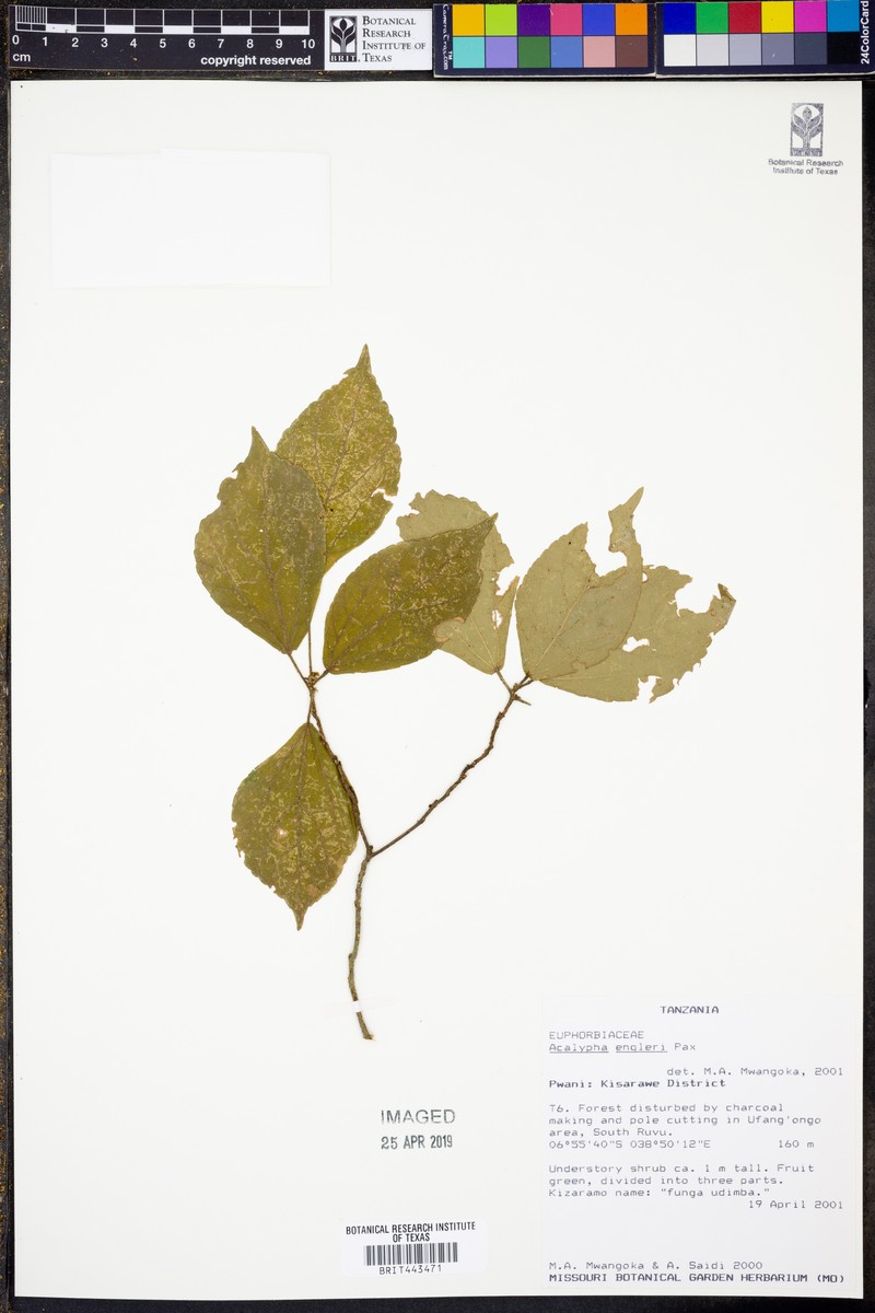 Acalypha engleri photo 2