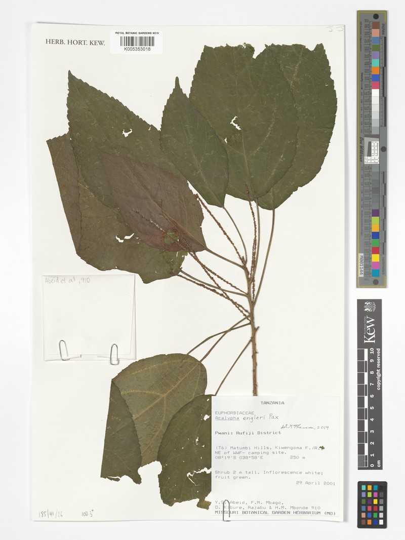 Acalypha engleri photo 3