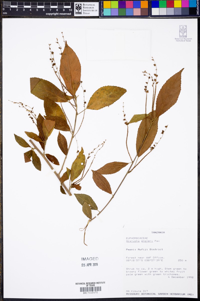 Acalypha engleri photo 4