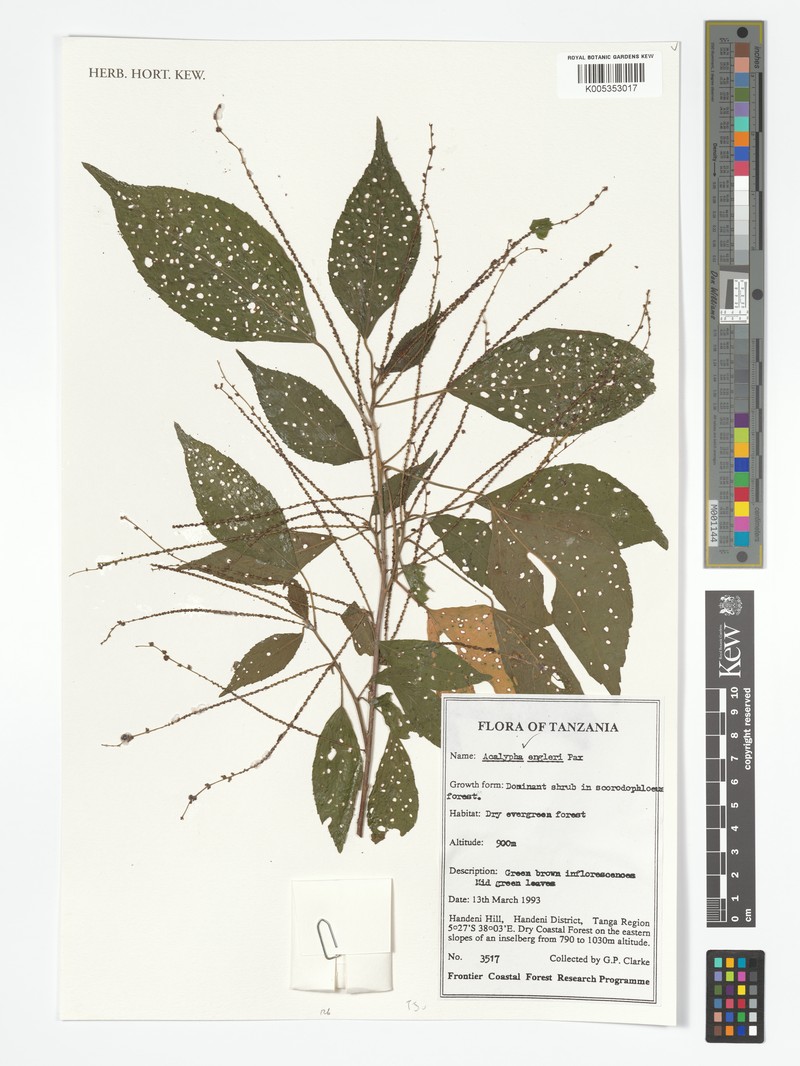 Acalypha engleri photo 5