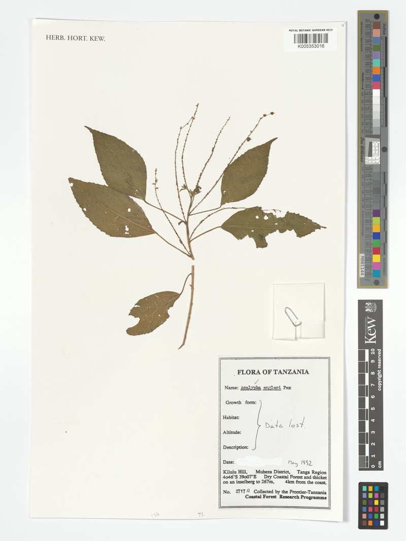 Acalypha engleri photo 6