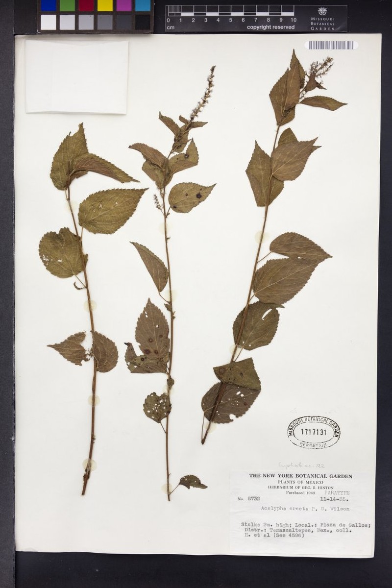 Acalypha erecta