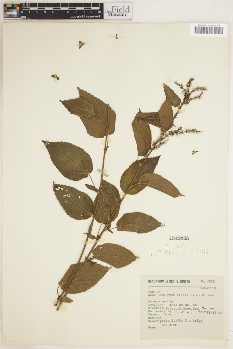 Acalypha erecta photo 2
