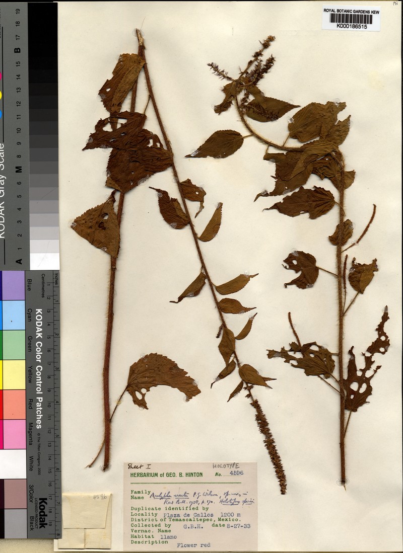 Acalypha erecta photo 3