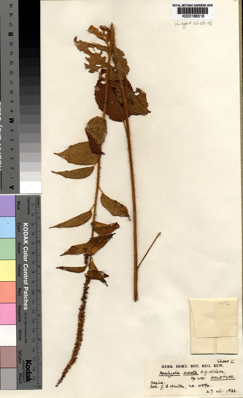 Acalypha erecta photo 4