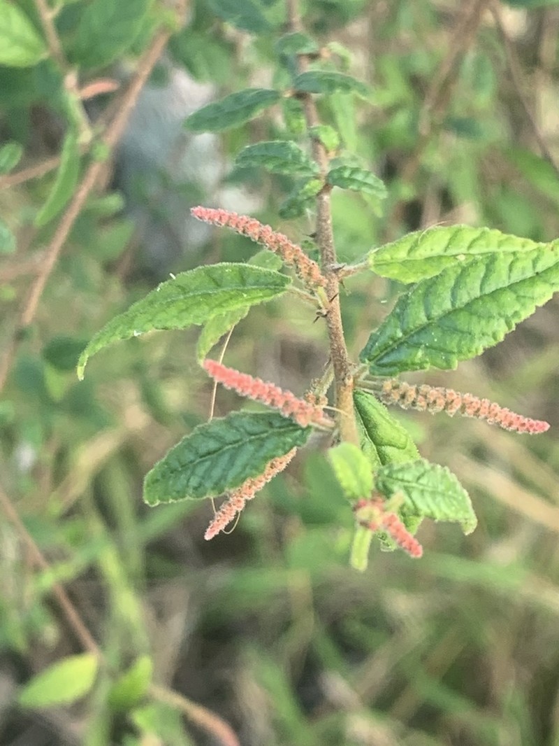 Acalypha eremorum photo 2