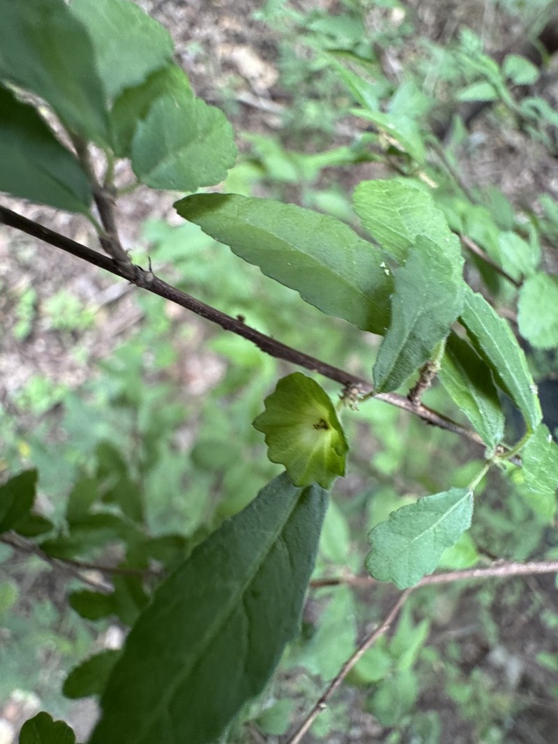 Acalypha eremorum photo 3