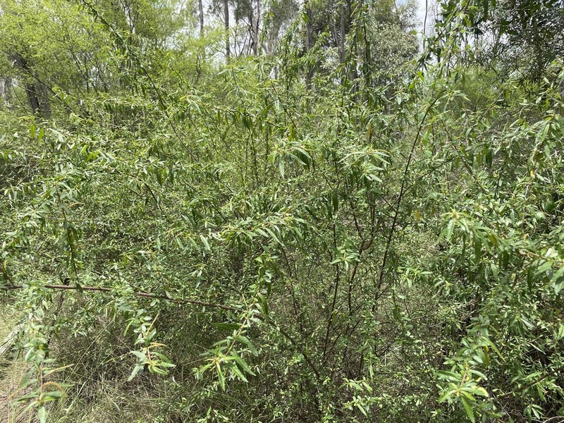 Acalypha eremorum photo 4