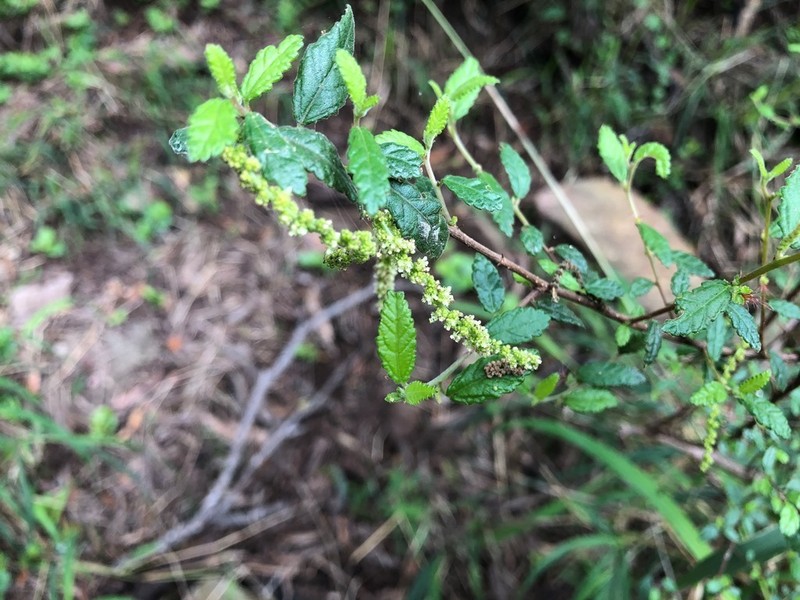 Acalypha eremorum photo 5