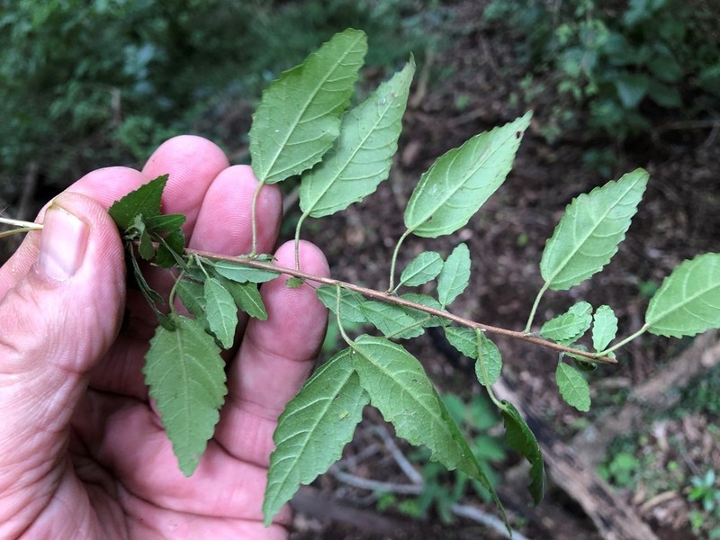 Acalypha eremorum photo 6