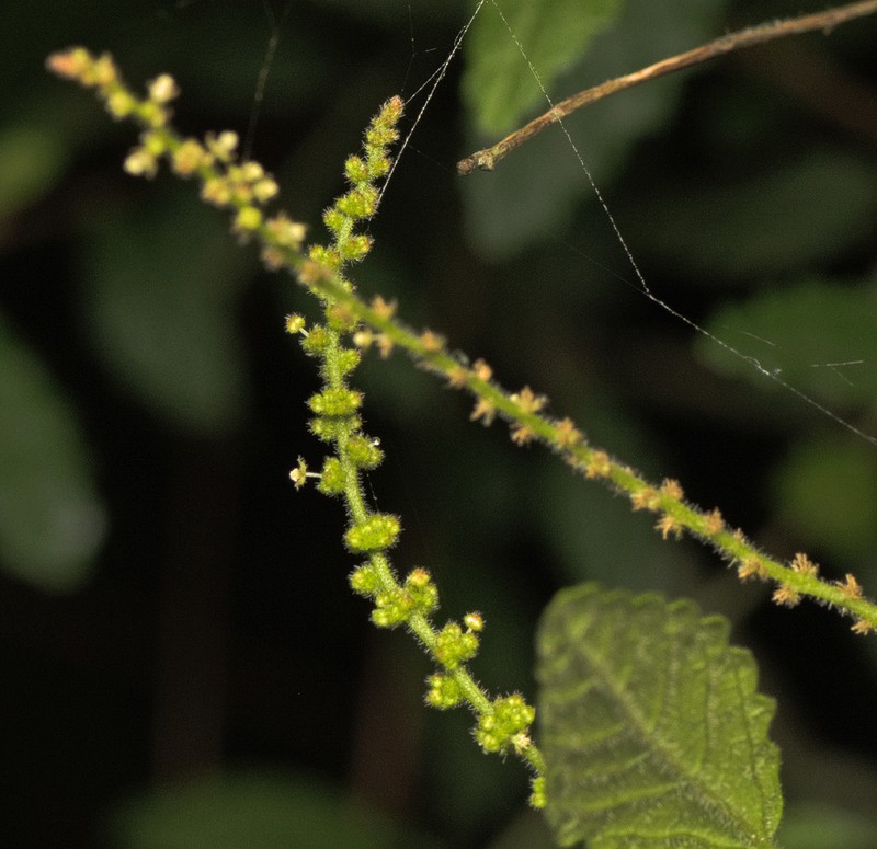 Acalypha eremorum photo 8