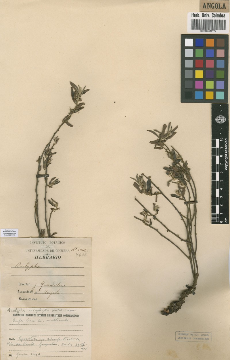 Acalypha eriophylla
