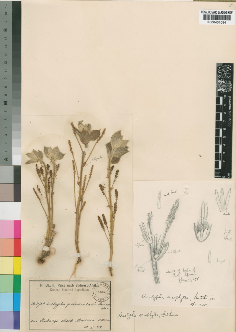 Acalypha eriophylla photo 2
