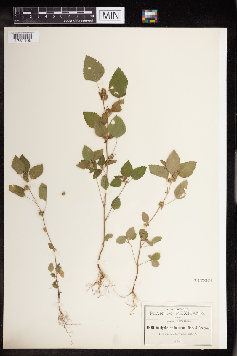 Acalypha erubescens