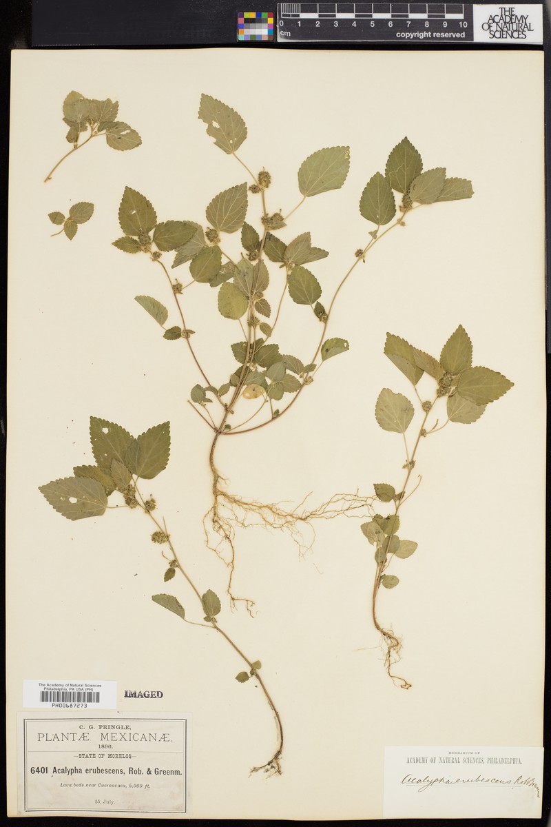 Acalypha erubescens photo 2