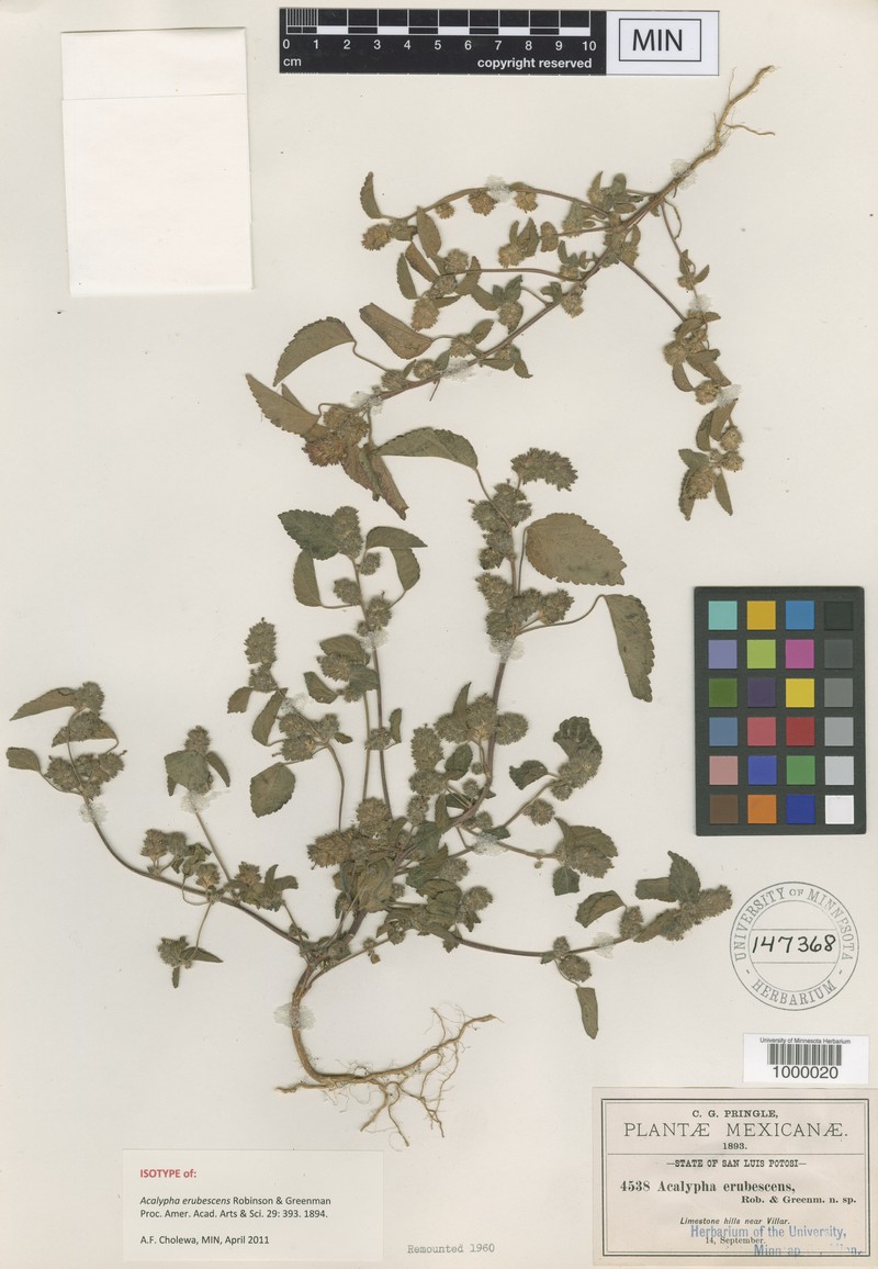 Acalypha erubescens photo 3