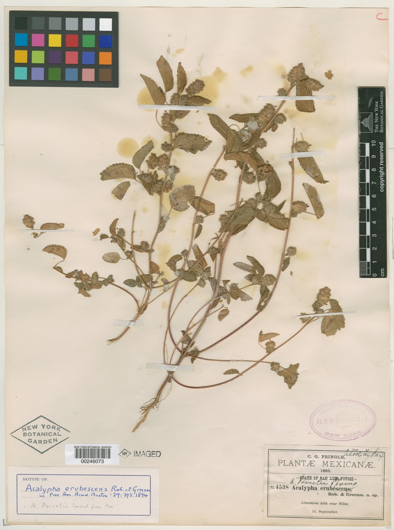 Acalypha erubescens photo 4