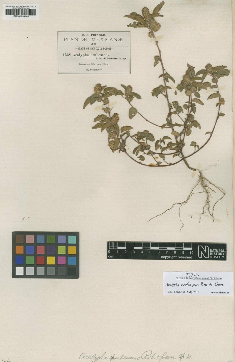 Acalypha erubescens photo 5