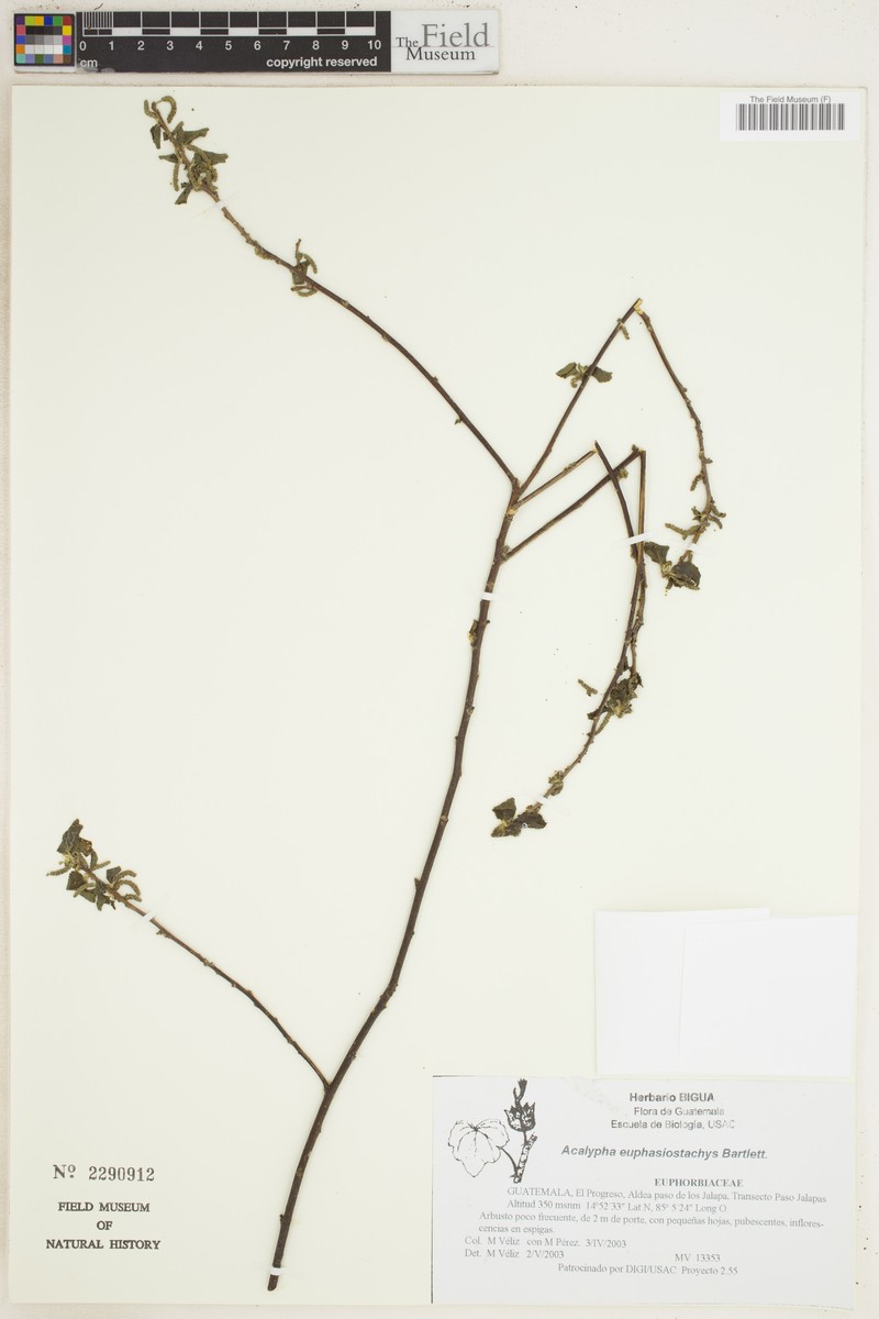 Acalypha euphrasiostachys