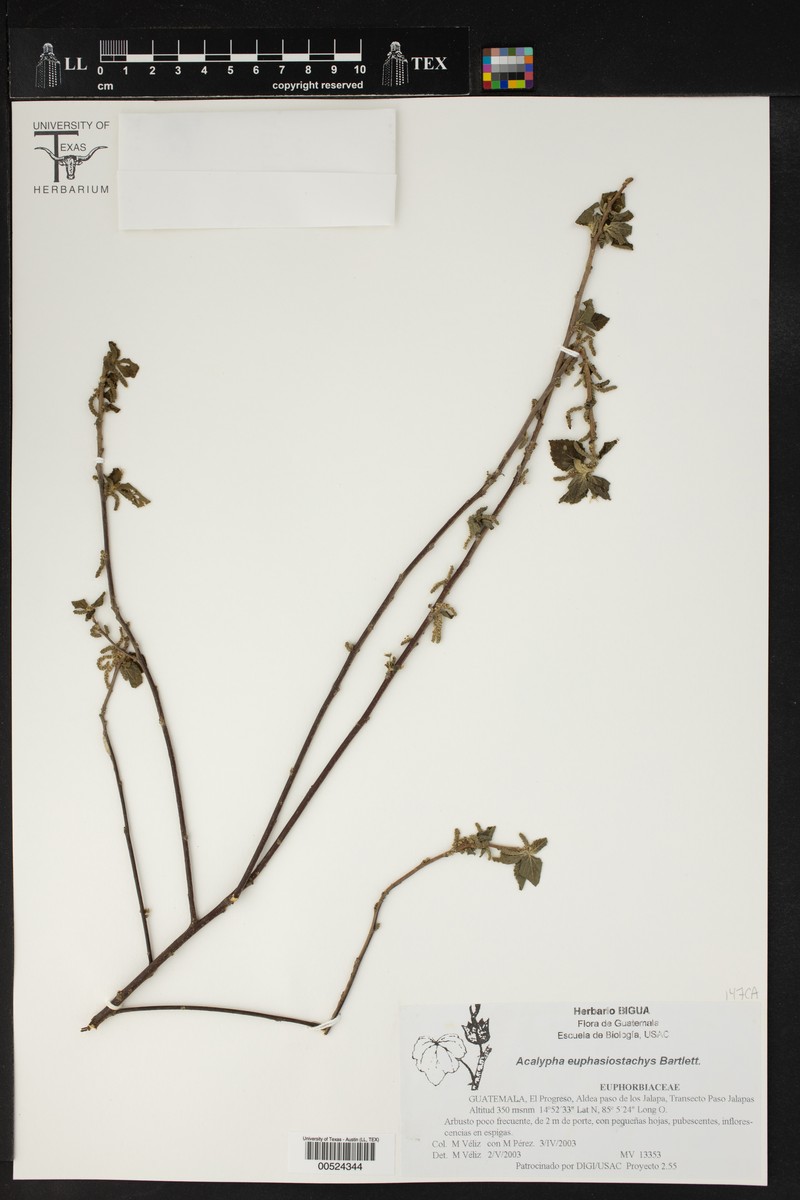 Acalypha euphrasiostachys photo 2