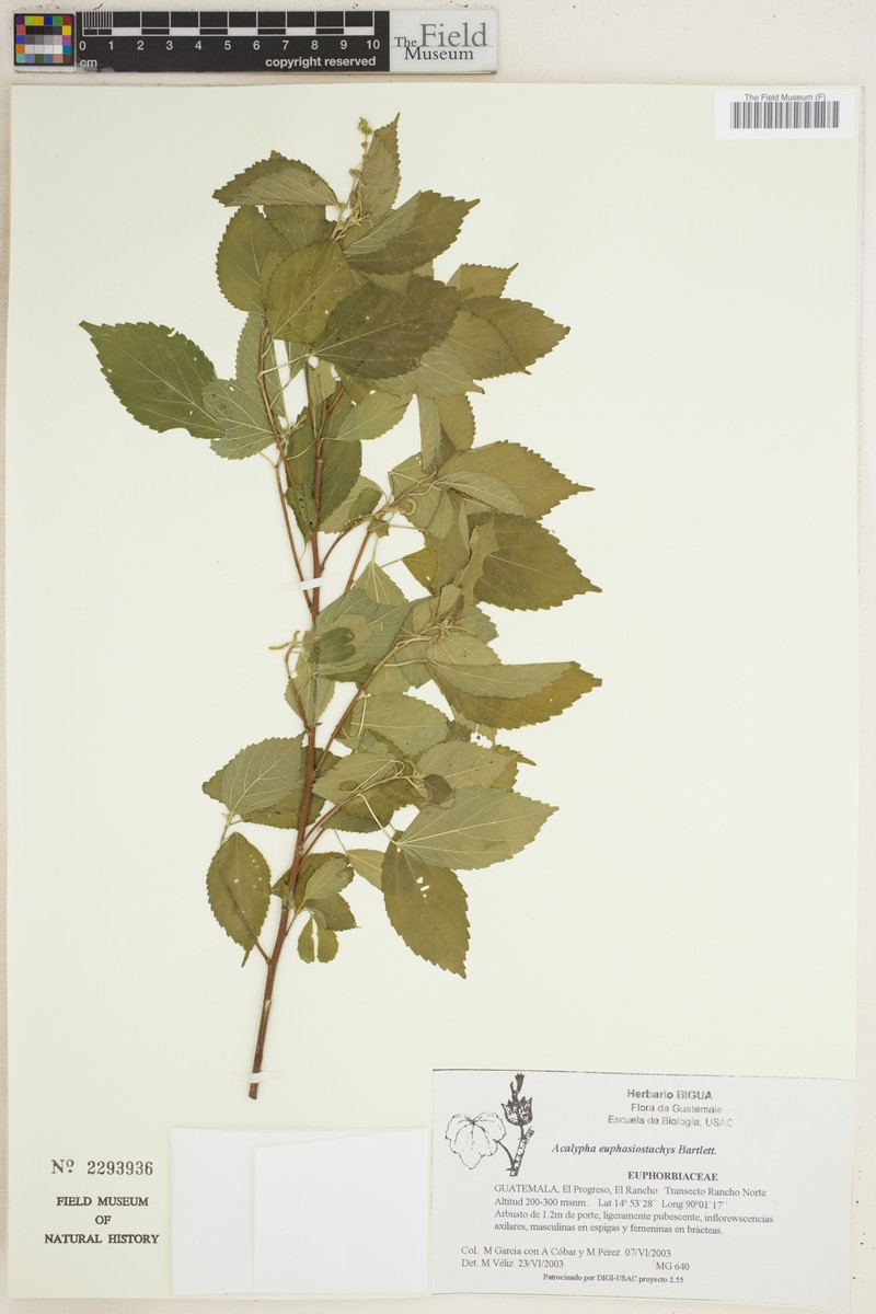 Acalypha euphrasiostachys photo 3