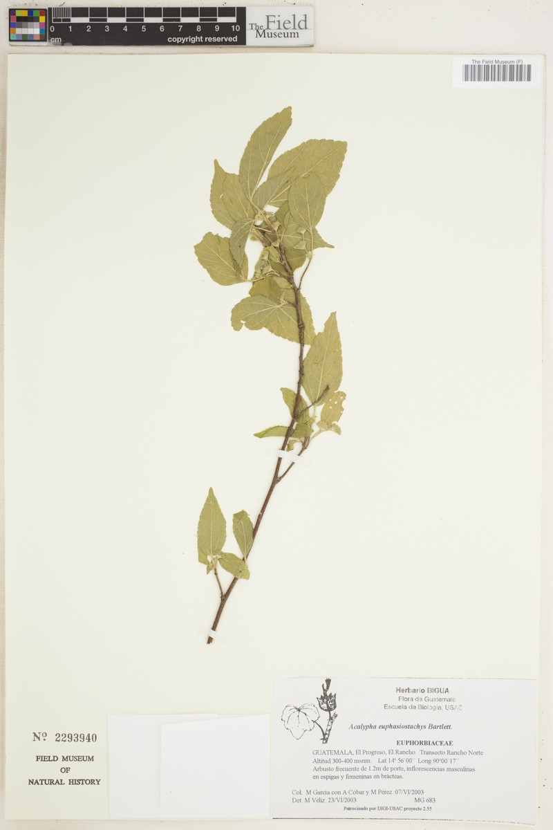 Acalypha euphrasiostachys photo 4
