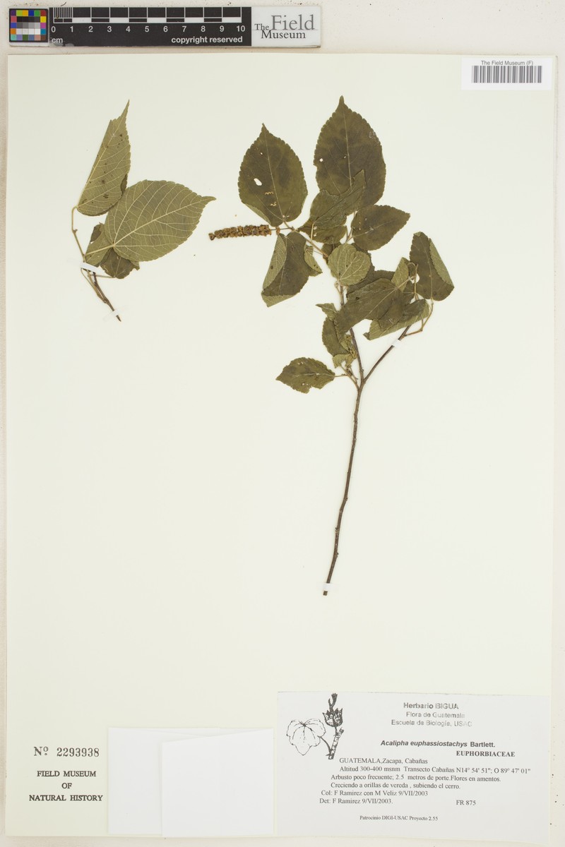 Acalypha euphrasiostachys photo 5