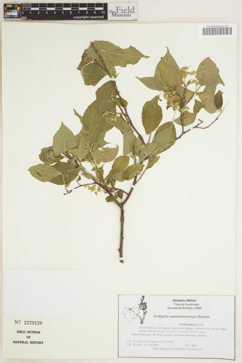 Acalypha euphrasiostachys photo 6
